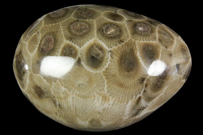 Polished Petoskey Stone (Fossil Coral) - Michigan #156059